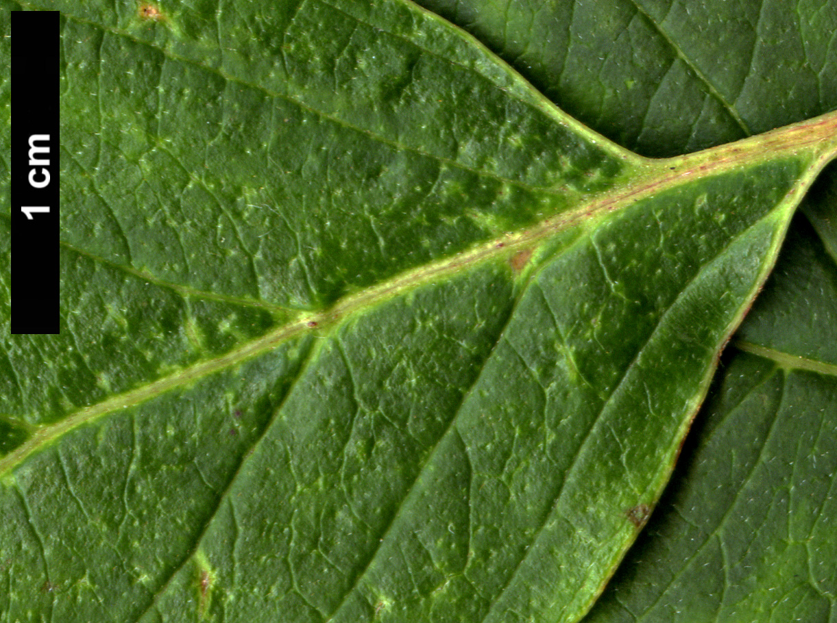 High resolution image: Family: Cornaceae - Genus: Cornus - Taxon: ×horseyi (C.amomum × C.macrophylla)